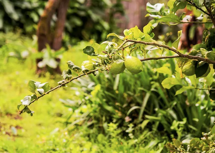 Live Buenavista El Palmar Hébergement de vacances Buenavista Del Norte
