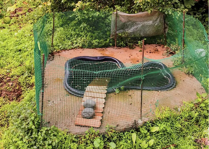 Live Buenavista El Palmar